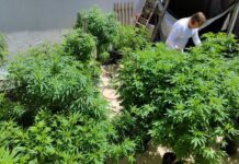 Feira em Fortaleza defende políticas sobre drogas com justiça social