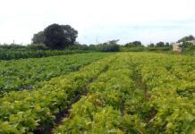 Segurança alimentar e povos indígenas têm R$ 64,3 milhões em crédito